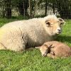 Holly (4 days old) with Mum Hazel