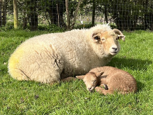 Holly (4 days old) with Mum Hazel