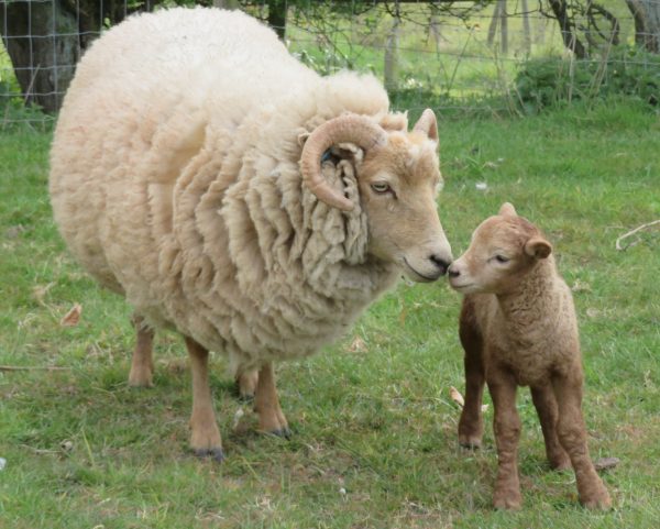 Tigger as a lamb